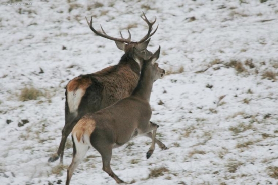 Nezvyčajný pár v decembri