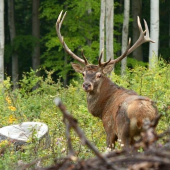 Pohľad na rozlúčku...
