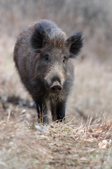 Diviačím chodníčkom