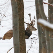 keď jeleň odpočíva