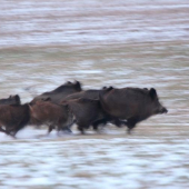 preteky za slabého svetla