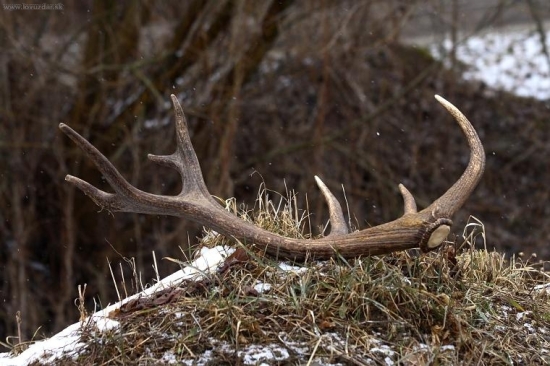 počas sobotňajšieho sčítania