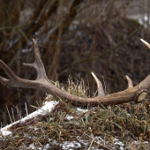 počas sobotňajšieho sčítania