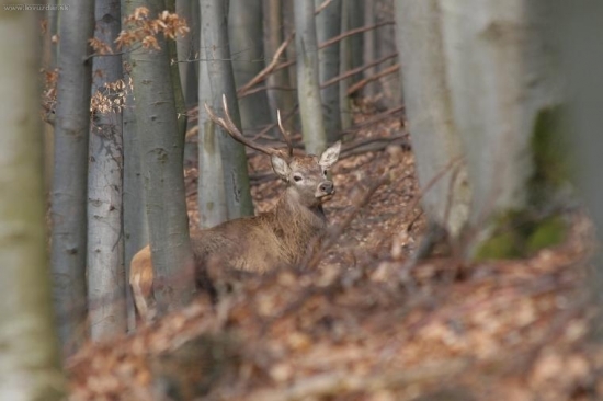 Dnes ráno-jeden zhodený