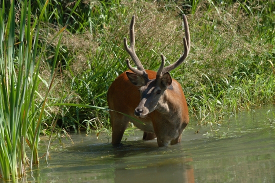 prišiel sa schladiť