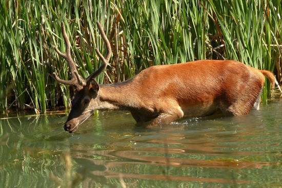 prišiel sa schladiť 2