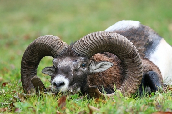 Diana mi dnes dopriala