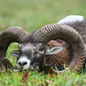 Diana mi dnes dopriala