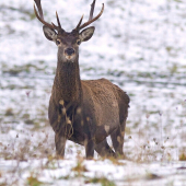 ostražitý mladý fešák