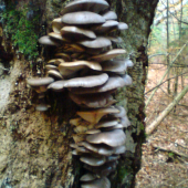 krasavica