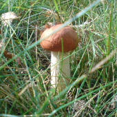 hribik
