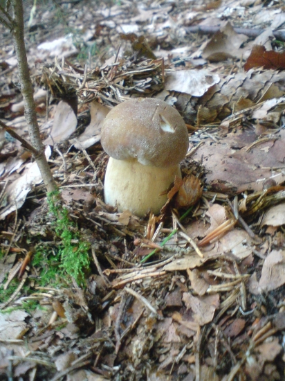 moj prvy :-) troska neskor, ale predsa :-)