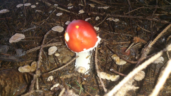 červená krasotinka :-)