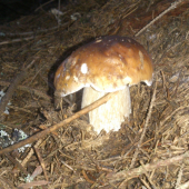 hríb