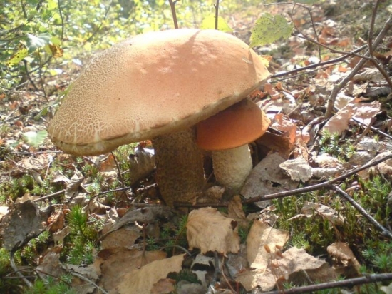 pod ochranou starsieho