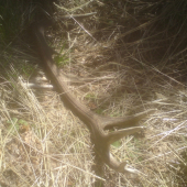 16 torak