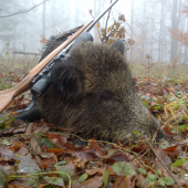 štefanske prasiatko