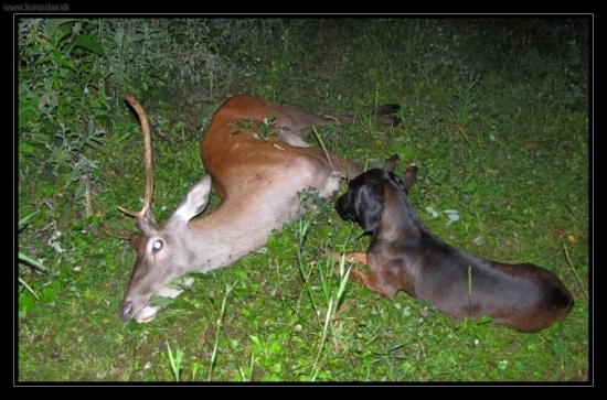 velmi vydarena dohladavka