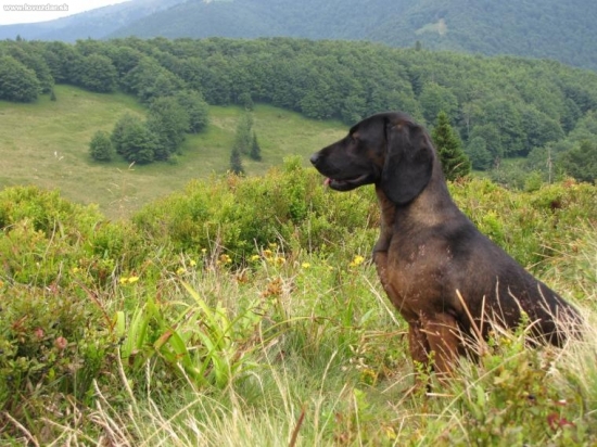 brita na Čechrenici