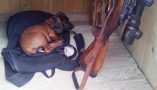 Kiara spod Hyla a jej druha polovacka