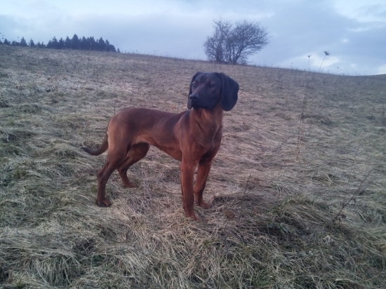 BF.  KIARA SPOD HYLA  DNES 9MES.