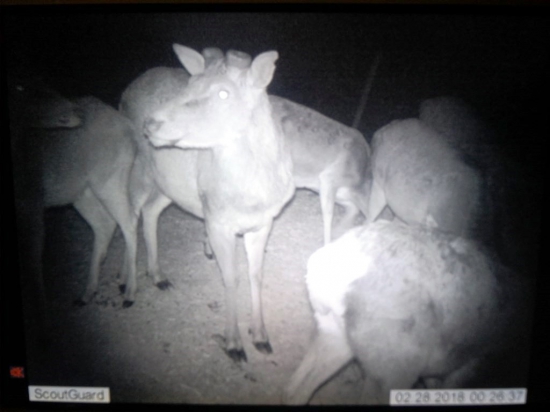 kamarat 14torak zhodil 10.2.2018