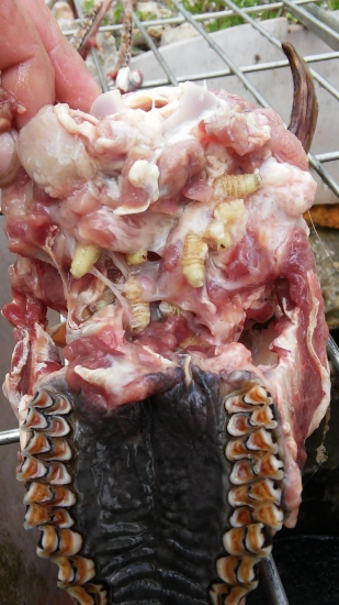 STRECKY U STAREHO SRNCA