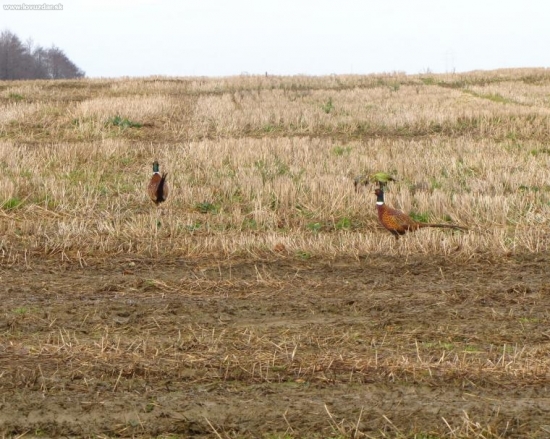 pomalsie nestiham zatebov