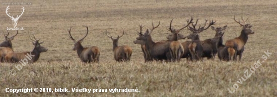 krasa