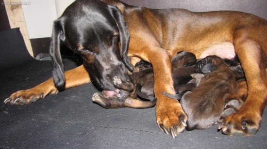 mama nerob uz som dost cisty