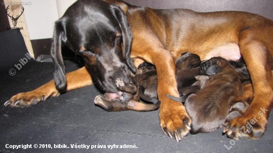 mama nerob uz som dost cisty