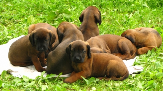 Z Trebostovskej doliny