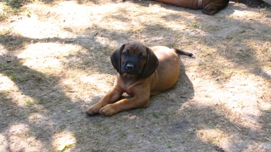 z Trebostovskej doliny