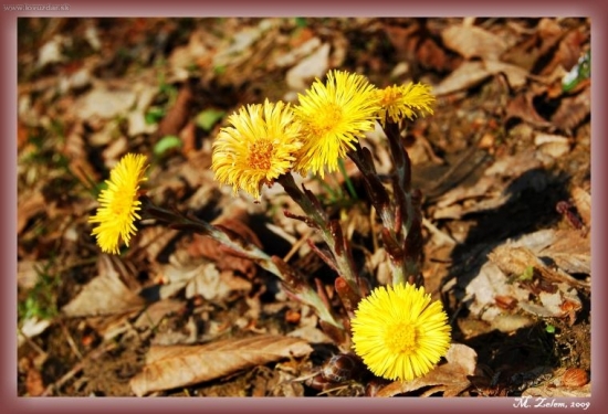 Tussilago farfara