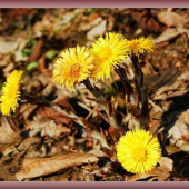 Tussilago farfara