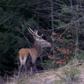 Výrad.