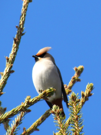 Chochláč severský