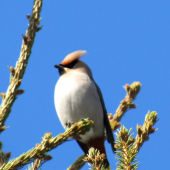 Chochláč severský