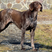 Alino