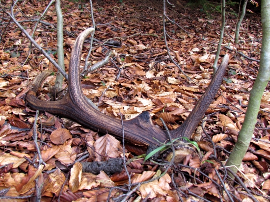 Potešil ma aj keď neni čerstvý...