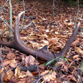 Potešil ma aj keď neni čerstvý...