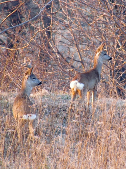 s.