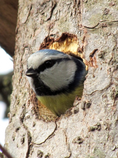 Sykorka belasá - Parus caeruleus