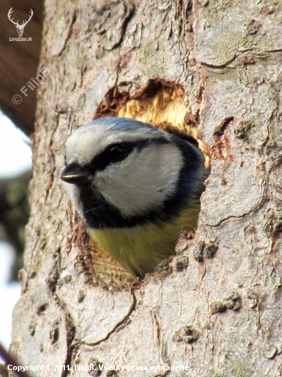 Sykorka belasá - Parus caeruleus