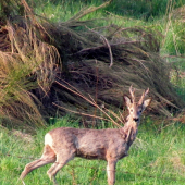 Mladík.