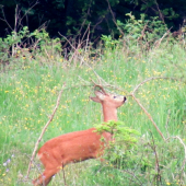 Značkovanie teritória.