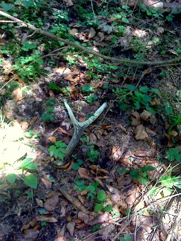 Dnes pri vyznačovaní prebierky.