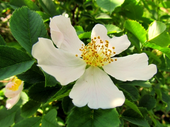 Rosa canina - kvet