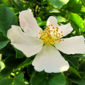Rosa canina - kvet