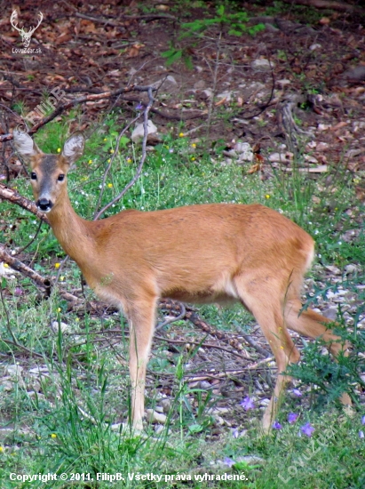 zvedavá.